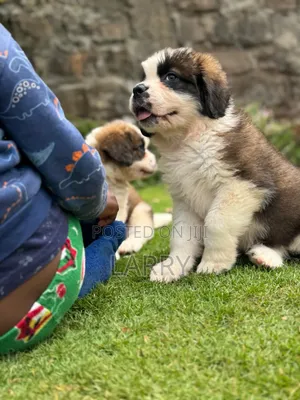 1-3 months Male Purebred Saint Bernard
