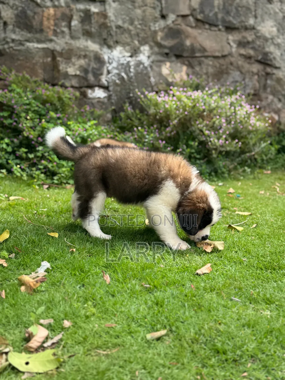 1-3 months Male Purebred Saint Bernard