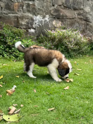 1-3 months Male Purebred Saint Bernard