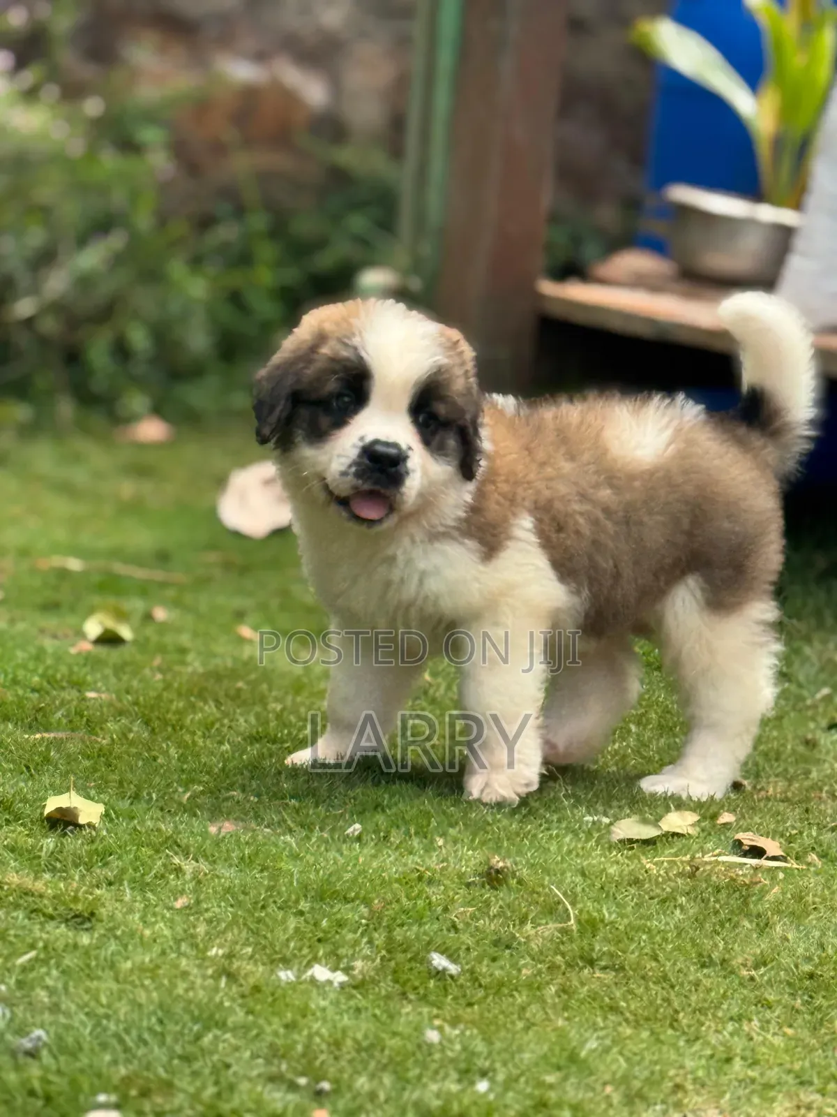 1-3 months Male Purebred Saint Bernard