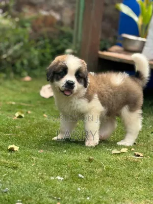 1-3 months Male Purebred Saint Bernard