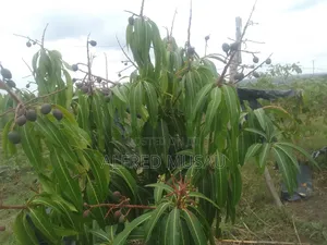 Agronomist