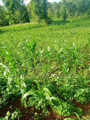 1 Acre Piece of Land on Sale at Maragua