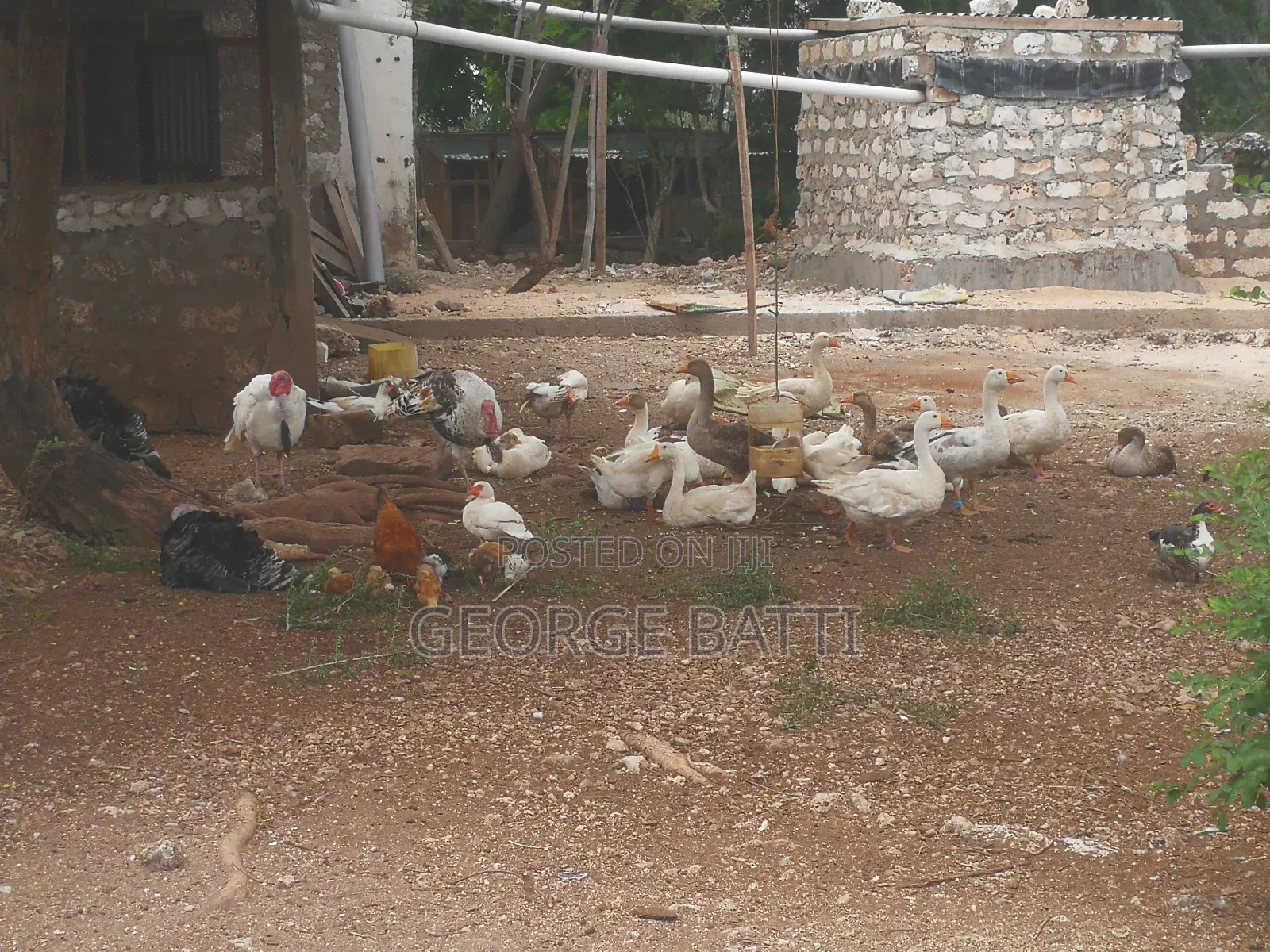 Geese for Sale in Kilifi