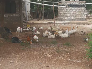 Geese for Sale in Kilifi