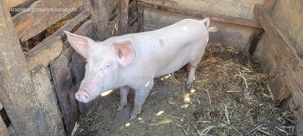 Piglets for Sale - main view