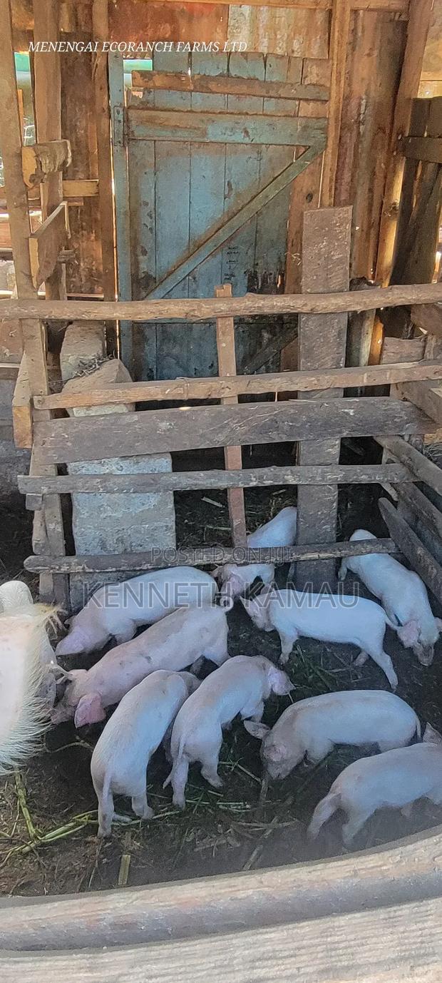 Piglets for Sale - thumbnail 2