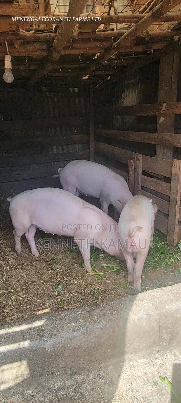 Piglets for Sale - thumbnail 3