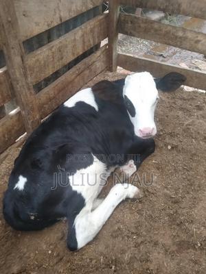 Young Bull's - thumbnail 2