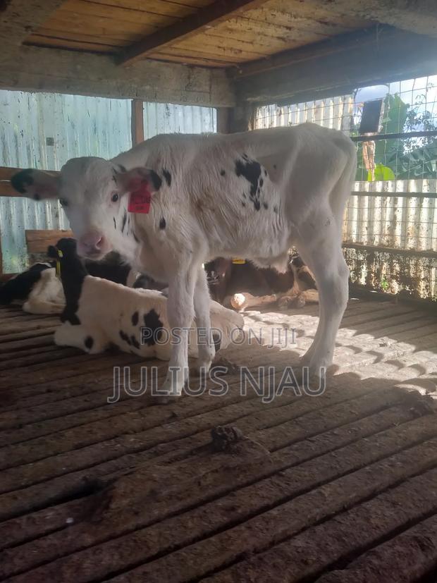 Young Bull's - thumbnail 3