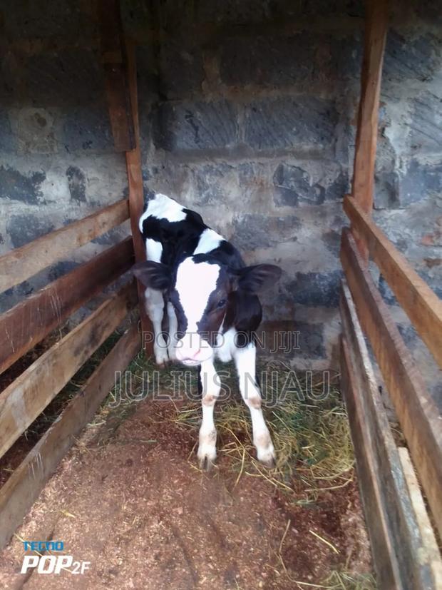 Young Bull's - thumbnail 4