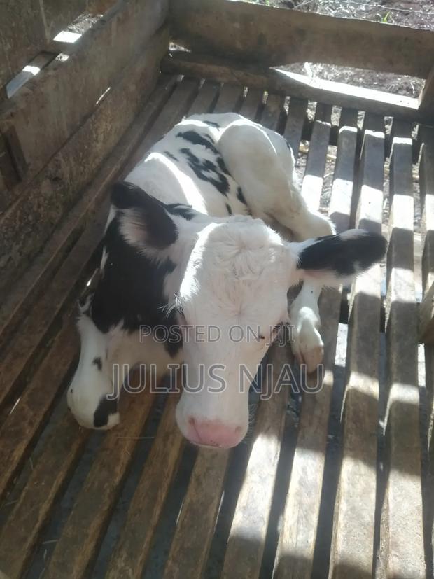 Young Bull's - thumbnail 5