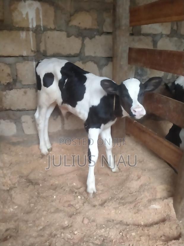 Young Bull's - thumbnail 6