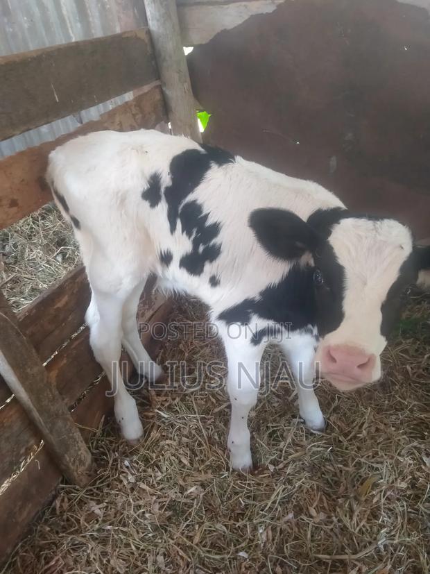 Young Bull's - thumbnail 7