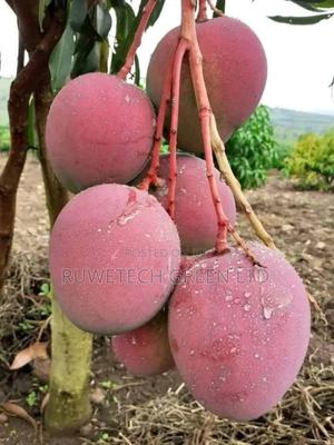 Grafted Mangoes Seedlings - main view