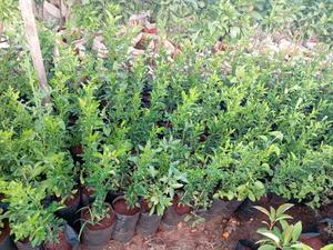 Sweet Lemon - main view