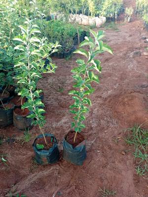 Big Size Annah Apple - main view