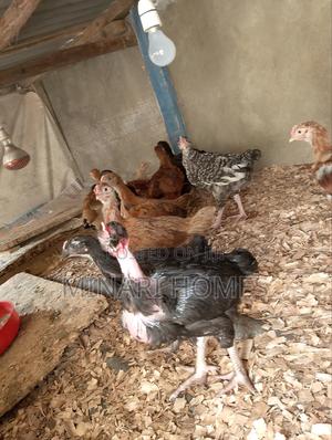 Chicken Hatchery - thumbnail 2