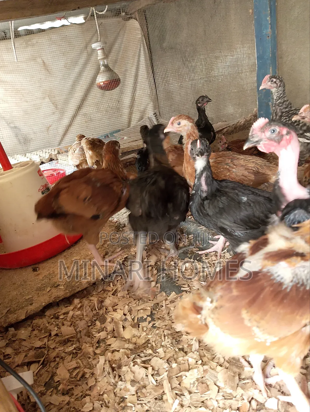 Chicken Hatchery