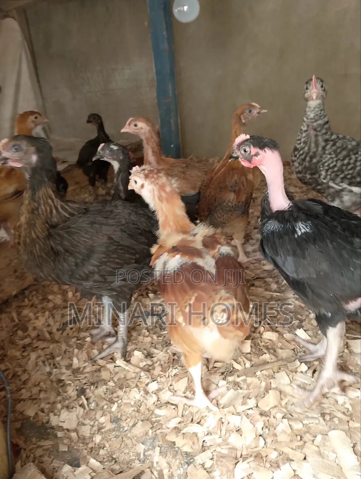 Chicken Hatchery