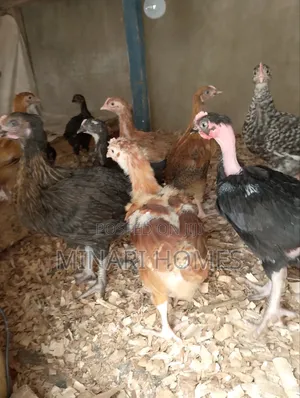 Chicken Hatchery