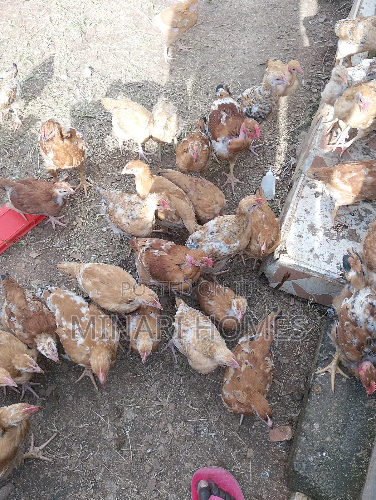 Chicken Hatchery