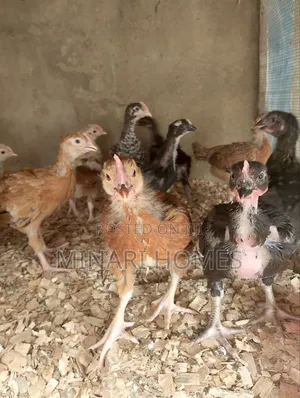 Chicken Hatchery