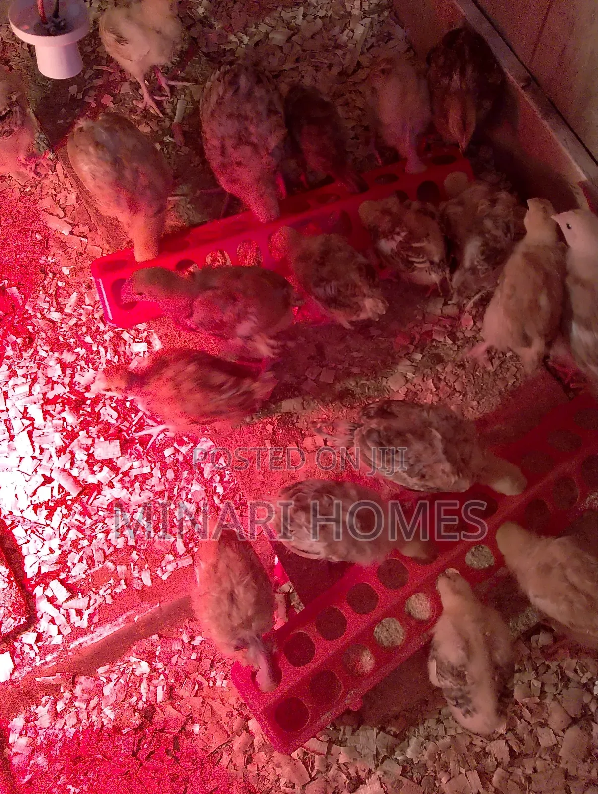 Chicken Hatchery