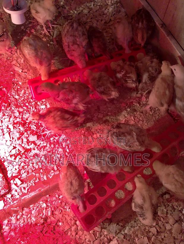 Chicken Hatchery - thumbnail 7