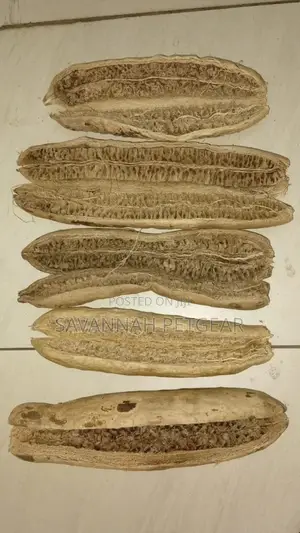 Dried Miratina Fruits Kigelia Africana Sausage Tree - 10 PCS