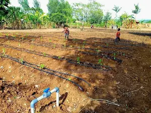 Borehole Drilling And Solarization Service