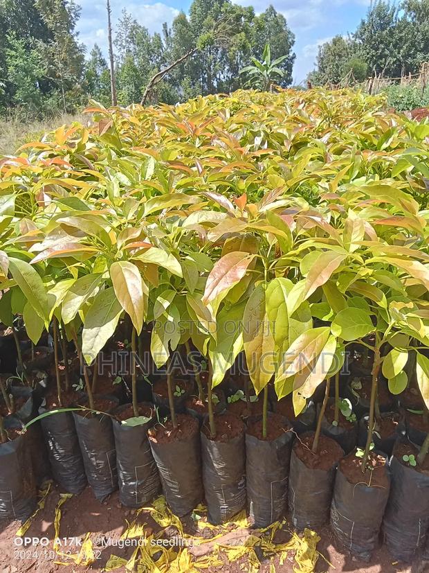 Golden Hass Avocado Seedlings