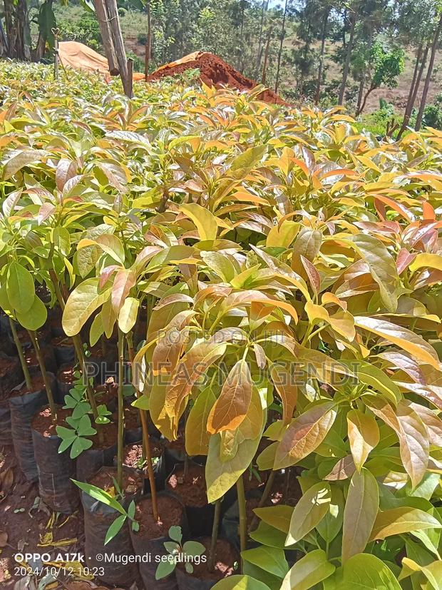 Golden Hass Avocado Seedlings - thumbnail 2