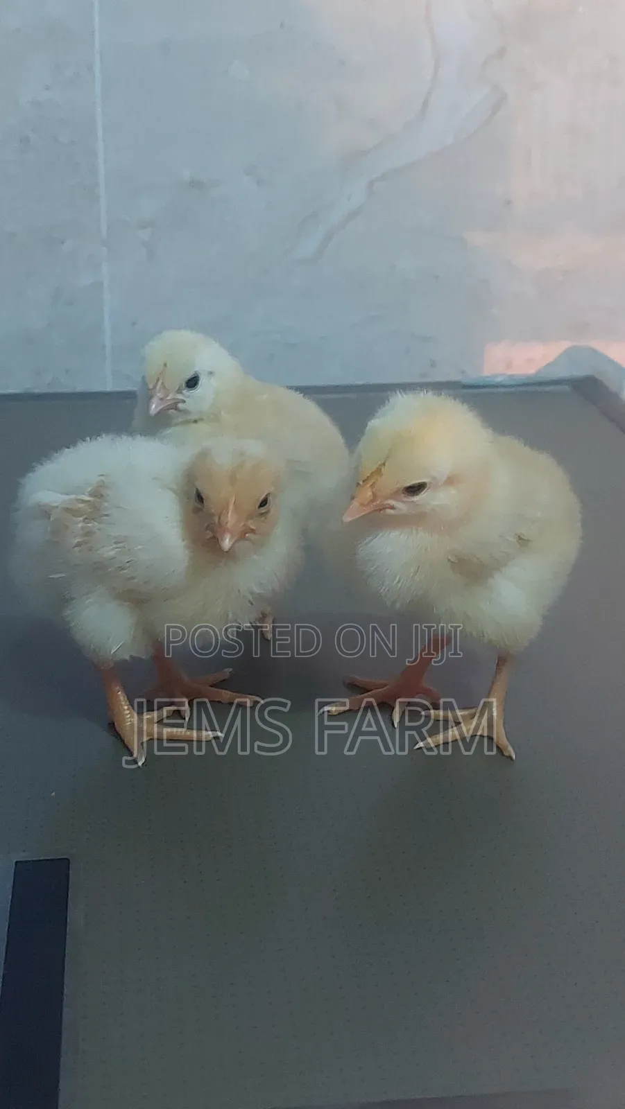 Pre-Vaccinated Day Old Improved Kienyeji Chicks