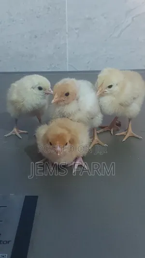 Pre-Vaccinated Day Old Improved Kienyeji Chicks