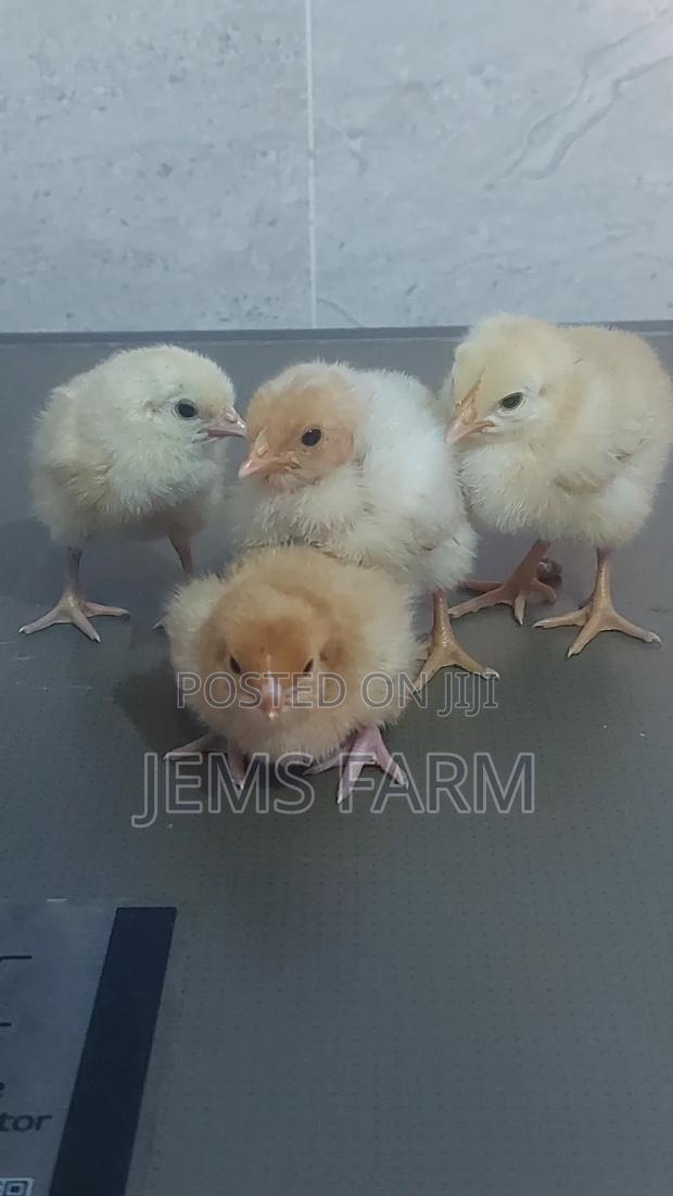 Pre-Vaccinated Day Old Improved Kienyeji Chicks - thumbnail 2