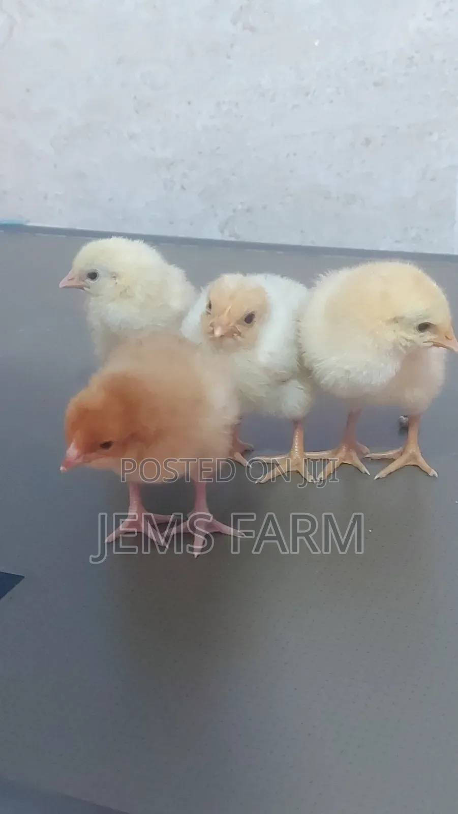 Pre-Vaccinated Day Old Improved Kienyeji Chicks