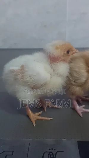 Pre-Vaccinated Day Old Improved Kienyeji Chicks