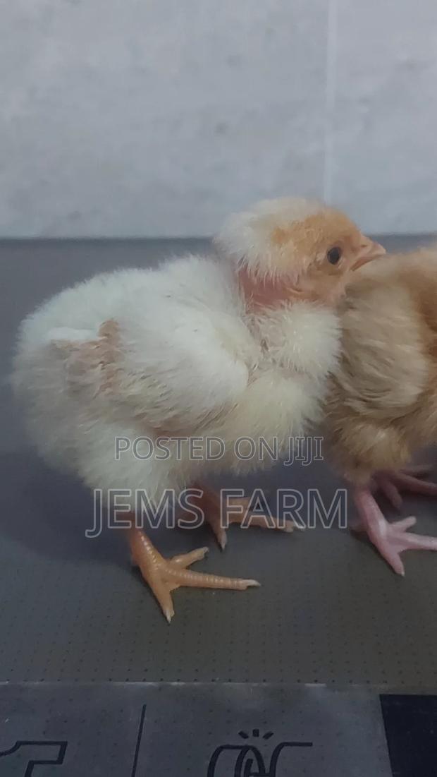 Pre-Vaccinated Day Old Improved Kienyeji Chicks - thumbnail 4