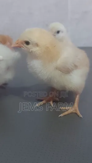 Pre-Vaccinated Day Old Improved Kienyeji Chicks