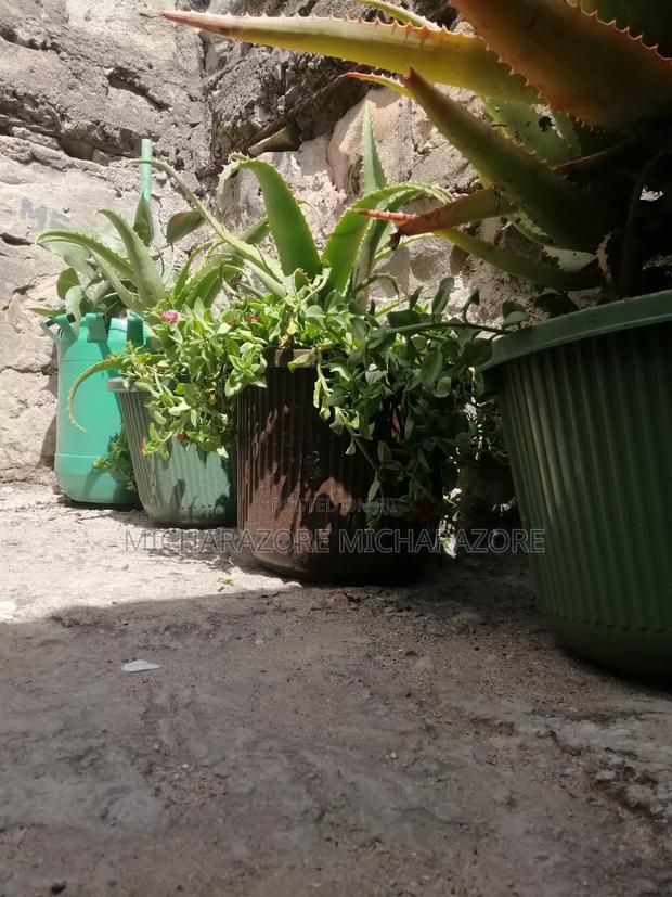Aloe Vera Plants for Sale