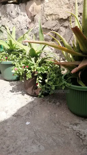Aloe Vera Plants for Sale