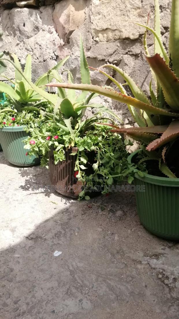 Aloe Vera Plants for Sale - thumbnail 2