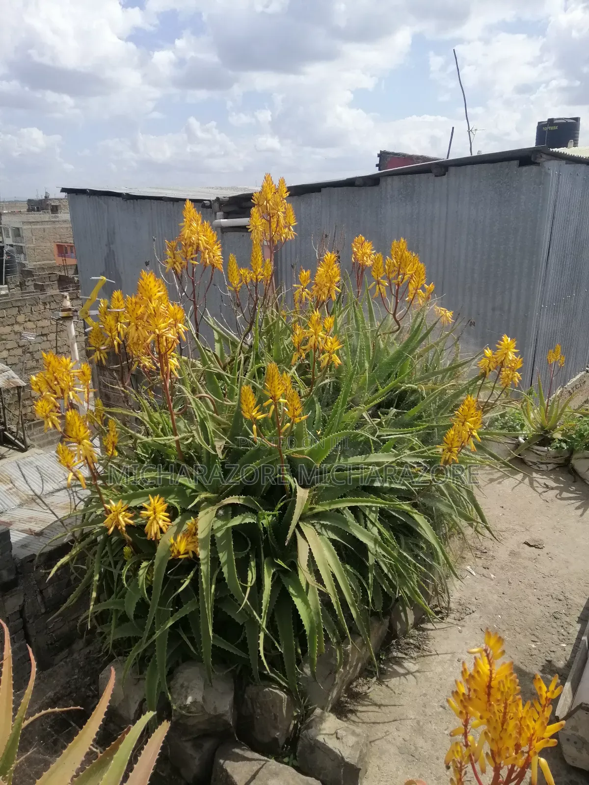 Aloe Vera Plants for Sale