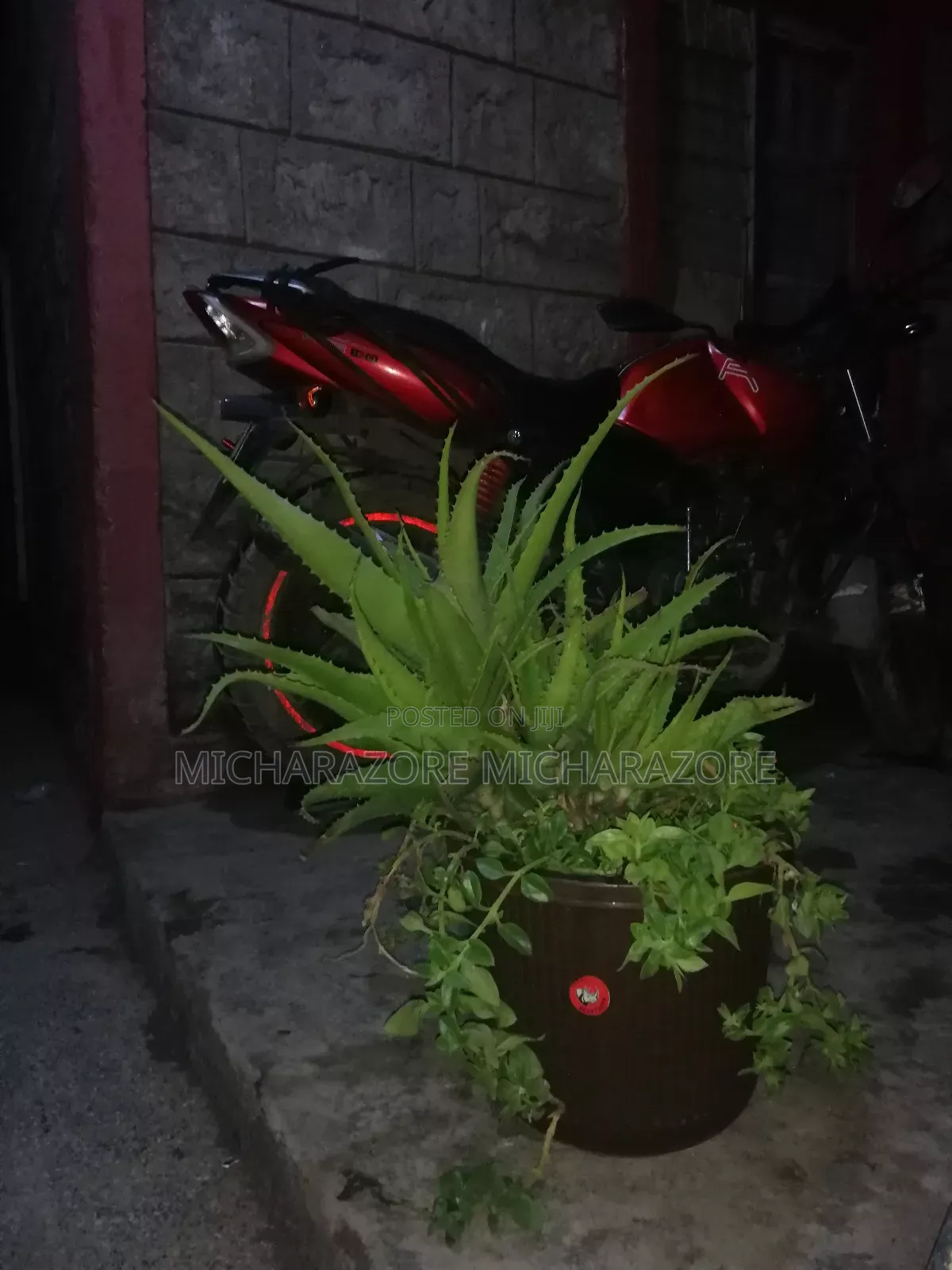Aloe Vera Plants for Sale