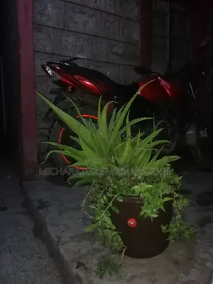 Aloe Vera Plants for Sale