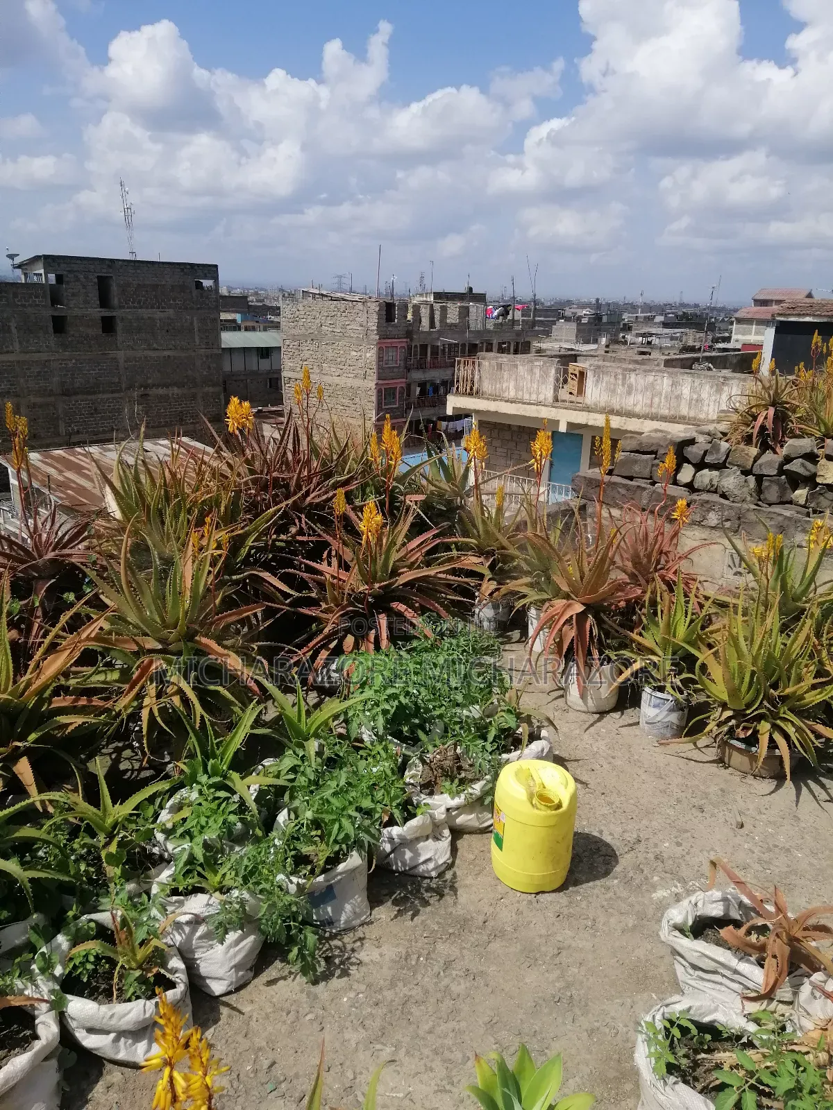 Aloe Vera Plants for Sale