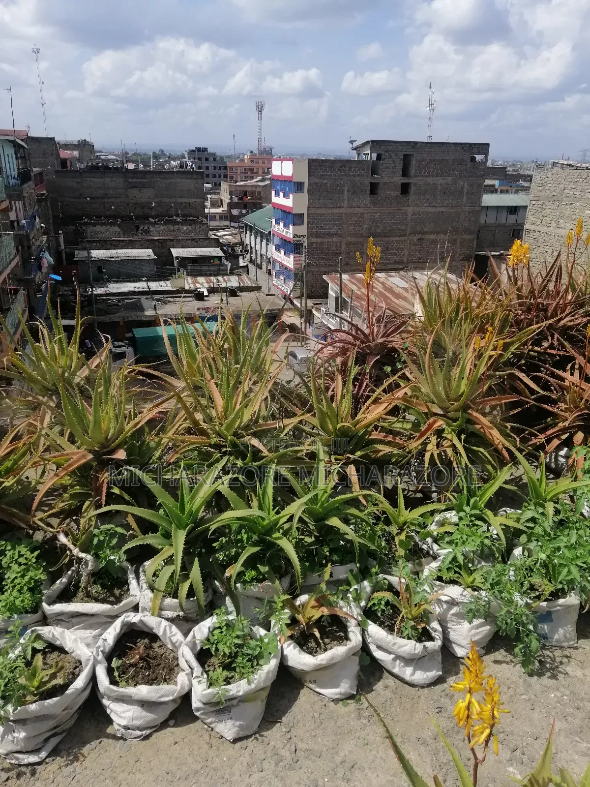 Aloe Vera Plants for Sale