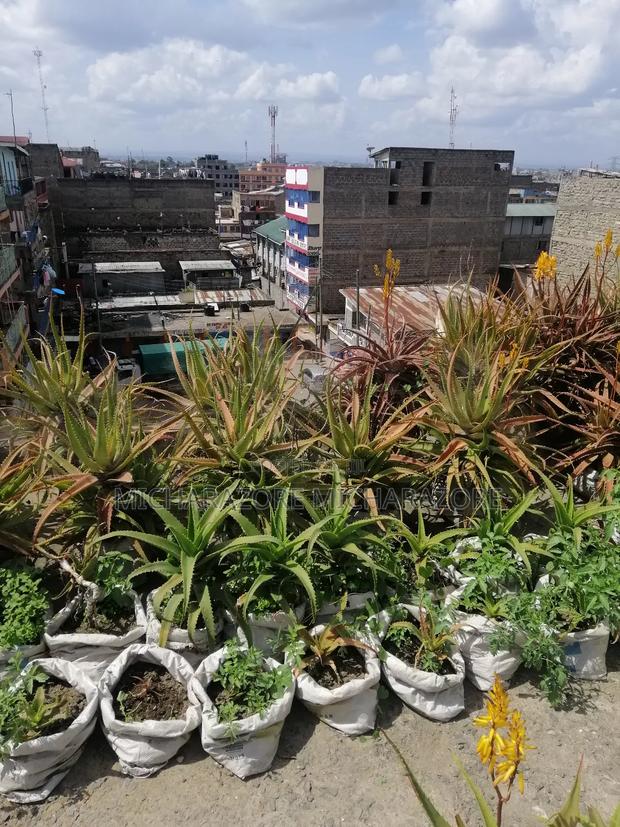 Aloe Vera Plants for Sale - thumbnail 7