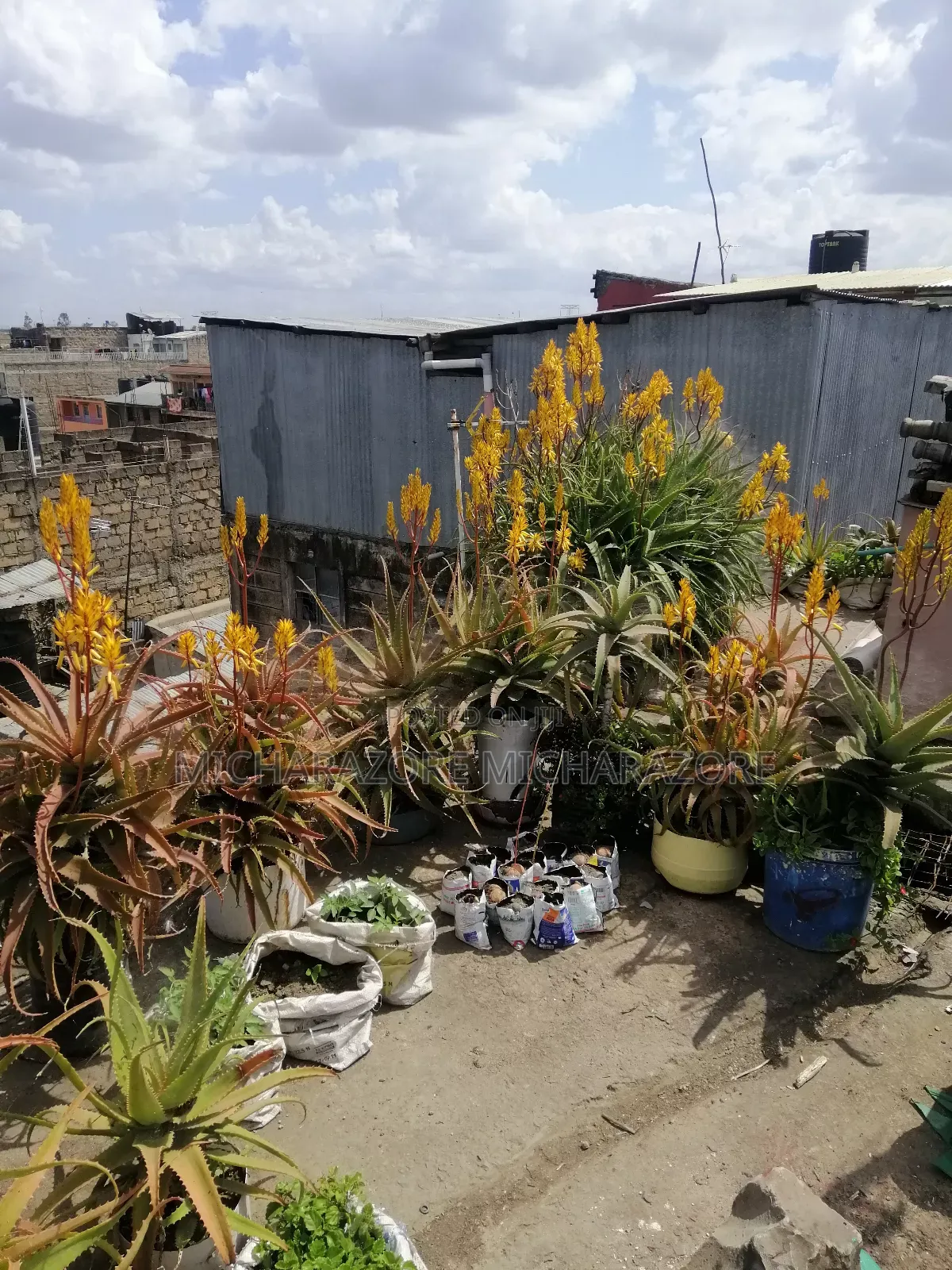 Aloe Vera Plants for Sale